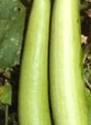 Bhim Bottle gourd seed packet