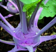 Seed Savers Exchange 1556 Organic, Open-pollinated Kohlrabi Seeds, Purple Vienna, 500 Seed Packet