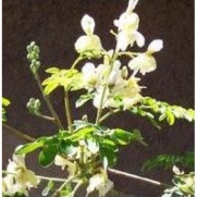 Herb Seeds - Horseradish Tree - 10 Seeds