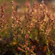 Nuts n' Cones Wildflower - Sheep's Sorrel - 2000 Seeds