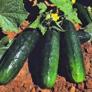 CUCUMBER, , STRAIGHT EIGHT, HEIRLOOM, ORGANIC 25+ SEEDS, GREAT FOR SALADS/SNACK