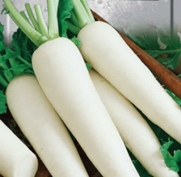 Seeds Daikon Radish Minovaze Organic Russian Heirloom Vegetable Seed