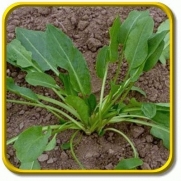 Everwilde Farms - 1000 Large Leaf Sorrel Herb Seeds - Gold Vault Jumbo Seed Packet