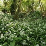 Nuts n' Cones Wildflower - Ramsons, Wild Garlic - 400 Seeds