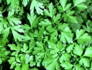 Heirloom Organic 400 Seeds Green Parsley Petroselinum Hortense Hoffm Curly Leaf Hamburg Root Seeds A075