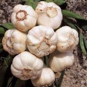 GARLIC BULB (ONE), FRESH CALIFORNIA SOFTNECK GARLIC BULB FOR PLANTING AND GROWING YOUR OWN GARLIC