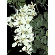 25 Seeds Moringa oleifera Drumstick Tree Seeds