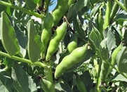 BEAN, FAVA WINDSOR BUSH, HEIRLOOM, ORGANIC 20+ SEEDS, NON-GMO, BUTTERY N HEALTY BEANS