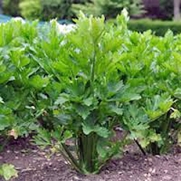 Celery Seed, Utah Tall, 25+ Seeds, Heirloom, Organic, Non Gmo, for Gardening