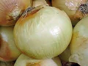 Onion, Texas Early Grano, Heirloom, Organic 25+ Seeds, Short Day, Vidiala Type