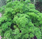 Parsley Seed, Moss Curled, Heirloom, Organic, Non Gmo, 25+ Seeds, Parsley Seeds