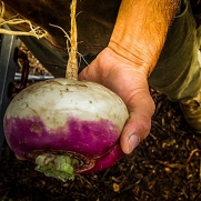 Certified Organic Purple Top Turnip Seeds (~750): Non-GMO, Certified Organic Heirloom Seed Packet