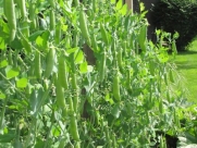 25 Super Sugar Snap Pea Seeds Packed for 2015