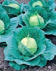 Cabbage Seed, Golden Acre, Heirloom, Organic, Non Gmo, 25+ Seeds, Tasty Healthy Veggie