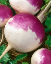 Purple Top White Globe Turnip (Brassica rapa) Seeds - Brassica Rapa - 0.5 Grams - Approx 200 Gardening Seeds - Vegetable Garden Seed