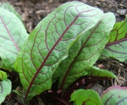 Sorrel Seeds- Blood-Veined- Heirloom Greens- 200+ 2015 Seeds