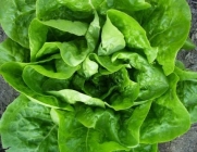 1,000+ Buttercrunch Heirloom Lettuce Seeds- 2013 Seeds