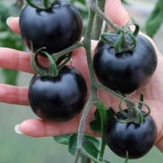 Saavyseeds Indigo Black Tomato Seeds - 35 Count - Organically Grown