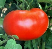 50 Better Boy Tomato Seeds - JDR Seeds