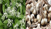 HEIRLOOM NON GMO Wildernes Garlic (Shade) 15 seeds