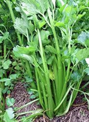 Celery Seed, Tendercrisp, 25+ Seeds, Heirloom, Organic, Non Gmo, for Gardening