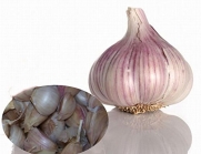 Herb Garlic Lyubasha True Seeds Organic Russian Heirloom Seed