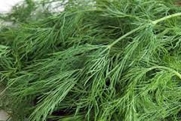 Dill Seed, Bouquet, Heirloom, Organic, Non Gmo, 25+ Seeds, Herb Fresh or Dried