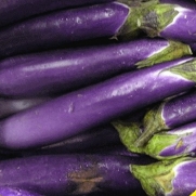 Everwilde Farms - 250 Long Purple Eggplant Seeds - Gold Vault Jumbo Seed Packet