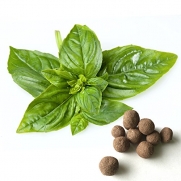 12 Basil Seed Balls (Genovese)- Herb & Vegetable Seed Bombs to make gardening fun and simple!