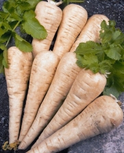 300 Hollow Crown Parsnip Seeds