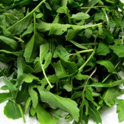 Arugula Seeds ► Certified ORGANIC NON-GMO Heirloom Arugula (Roquette or Rocket) Seeds (100+ seeds)