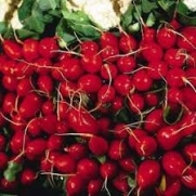 100+ Cherry Belle Radish Seeds Packed for 2015