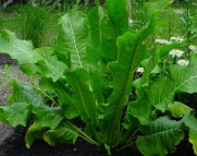 'Bohemian' Horseradish - Will last a lifetime in the garden! - Bareroot-The Best