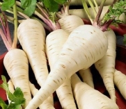 All American Heirloom Parsnip Seeds 100 Seeds