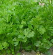 100 Tianjin Green Chinese Celery Seeds